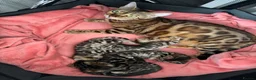 Bengal cats for sale: Exceptional Bengal Kittens With Amazing Rosettes ✨ - Advert 7