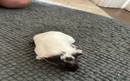 Guinea Pig rodents for sale: Guinea pigs for sale  - Image 7