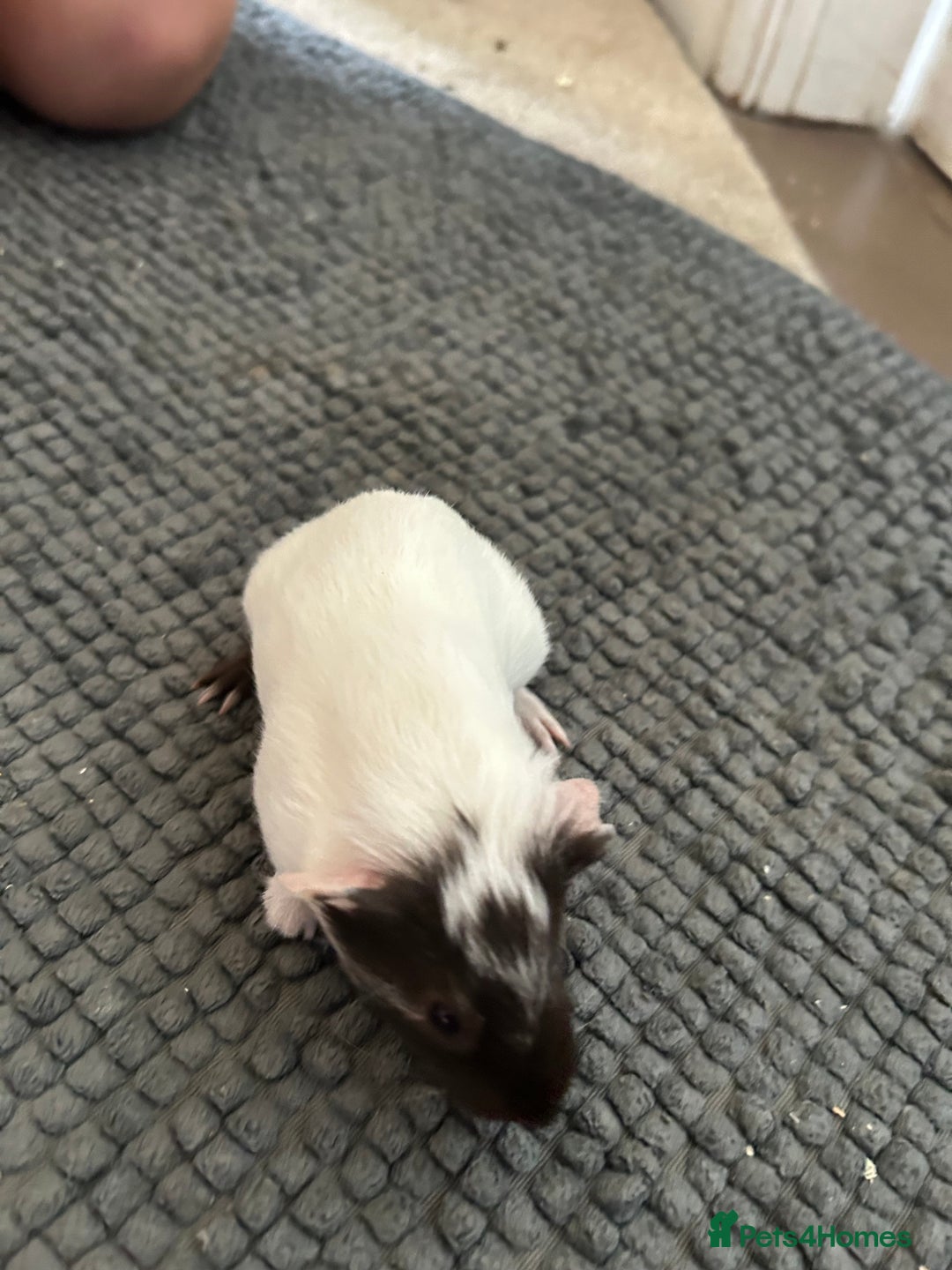 Guinea Pig rodents for sale: Guinea pigs for sale  - Image 7