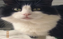 Turkish Angora cats for sale: Turkish Angora Tuxedo  - Image 5