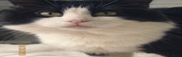 Turkish Angora cats for sale: Turkish Angora Tuxedo  - Advert 5