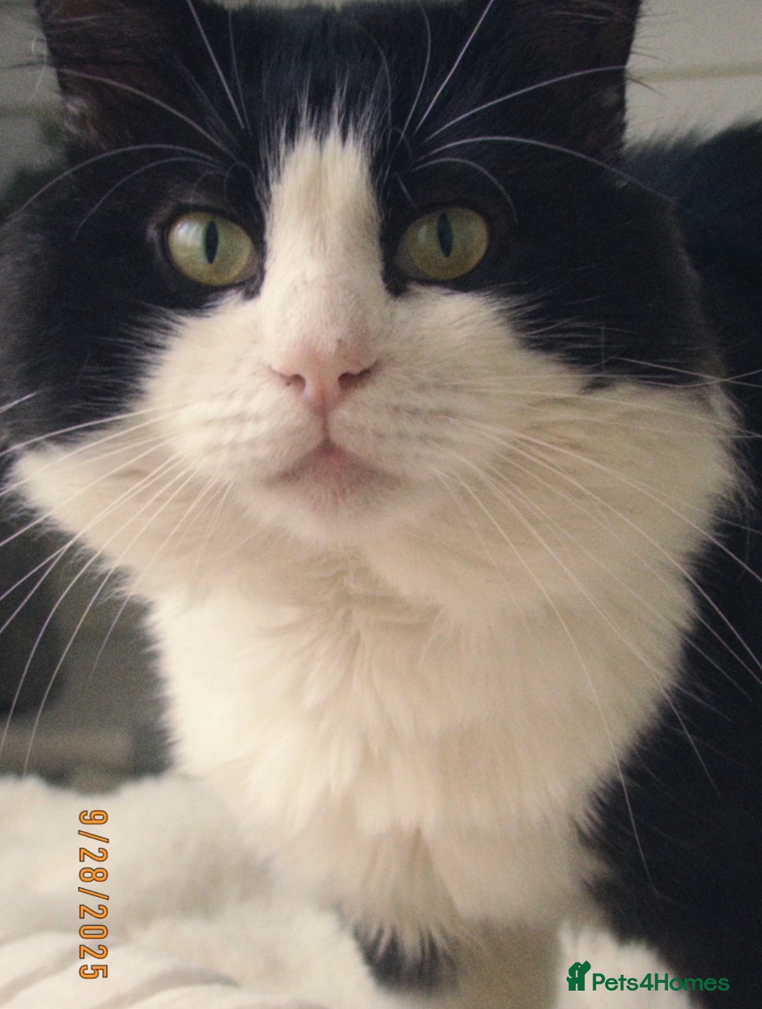 Turkish Angora cats for sale: Turkish Angora Tuxedo  - Image 5
