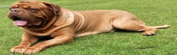 Dogue De Bordeaux dogs for sale: Pedigree chunky pups ready on Tuesday  - Advert 4