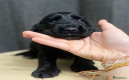 Cocker Spaniel dogs for sale: Stunning KC Reg Cocker Spaniel Pups Choco/Black - Image 39