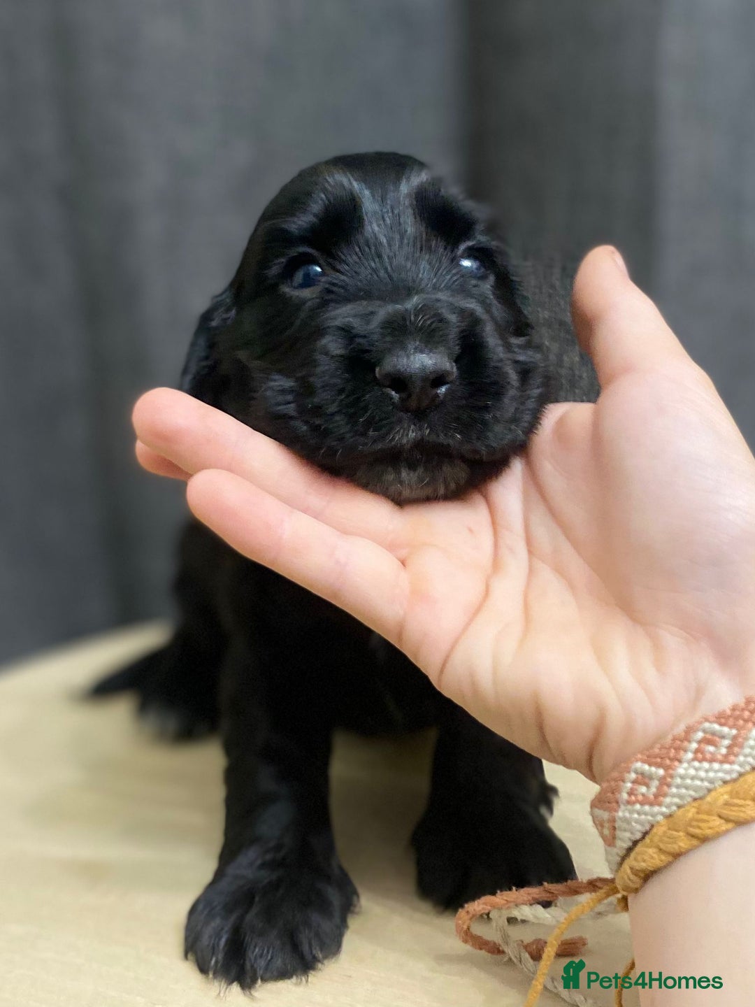 Cocker Spaniel dogs for sale: Stunning KC Reg Cocker Spaniel Pups Choco/Black - Image 39