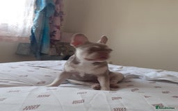French Bulldog dogs for sale:  KC.French bulldog girl new shade isabella  - Image 6