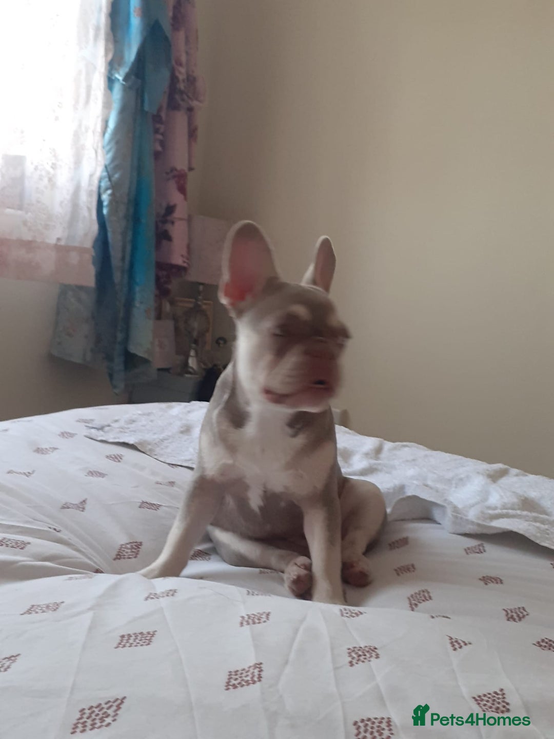 French Bulldog dogs for sale:  KC.French bulldog girl new shade isabella  - Image 6