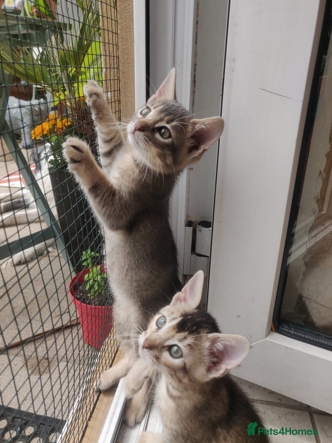 Mixed Breed cats for sale: Abyssinian x Snow Bengal  - Image 10