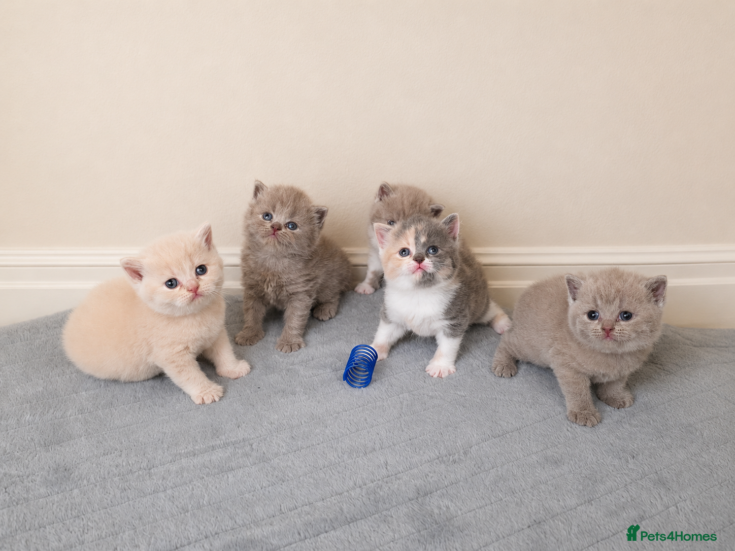 British Shorthair cats for sale: Beautiful champion GCCF British Shorthair Kittens  - Advert 4