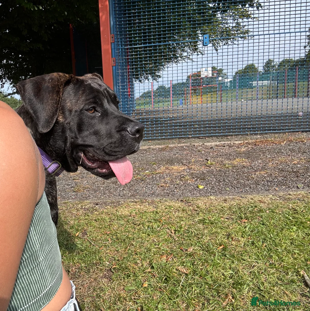 Presa Canario dogs for sale: Presa canario female  - Advert 5