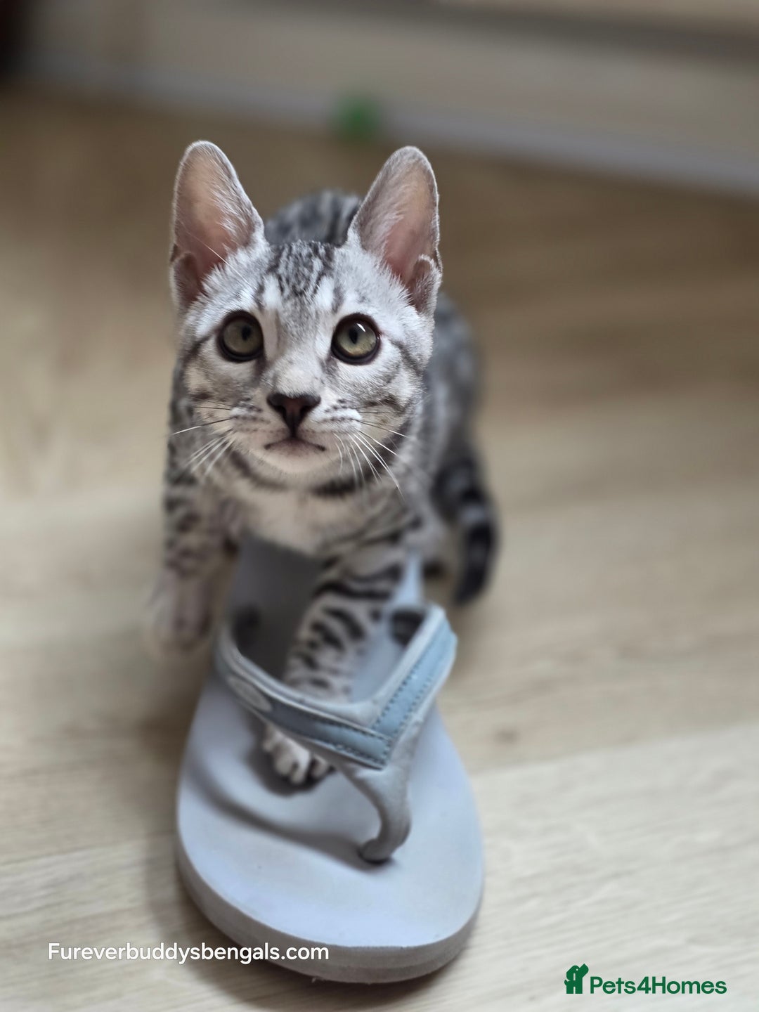 Bengal cats for sale: Bengal Kitten 2 - Outstanding Silver Rosetted Tica Bengal Kittens  - Image 14