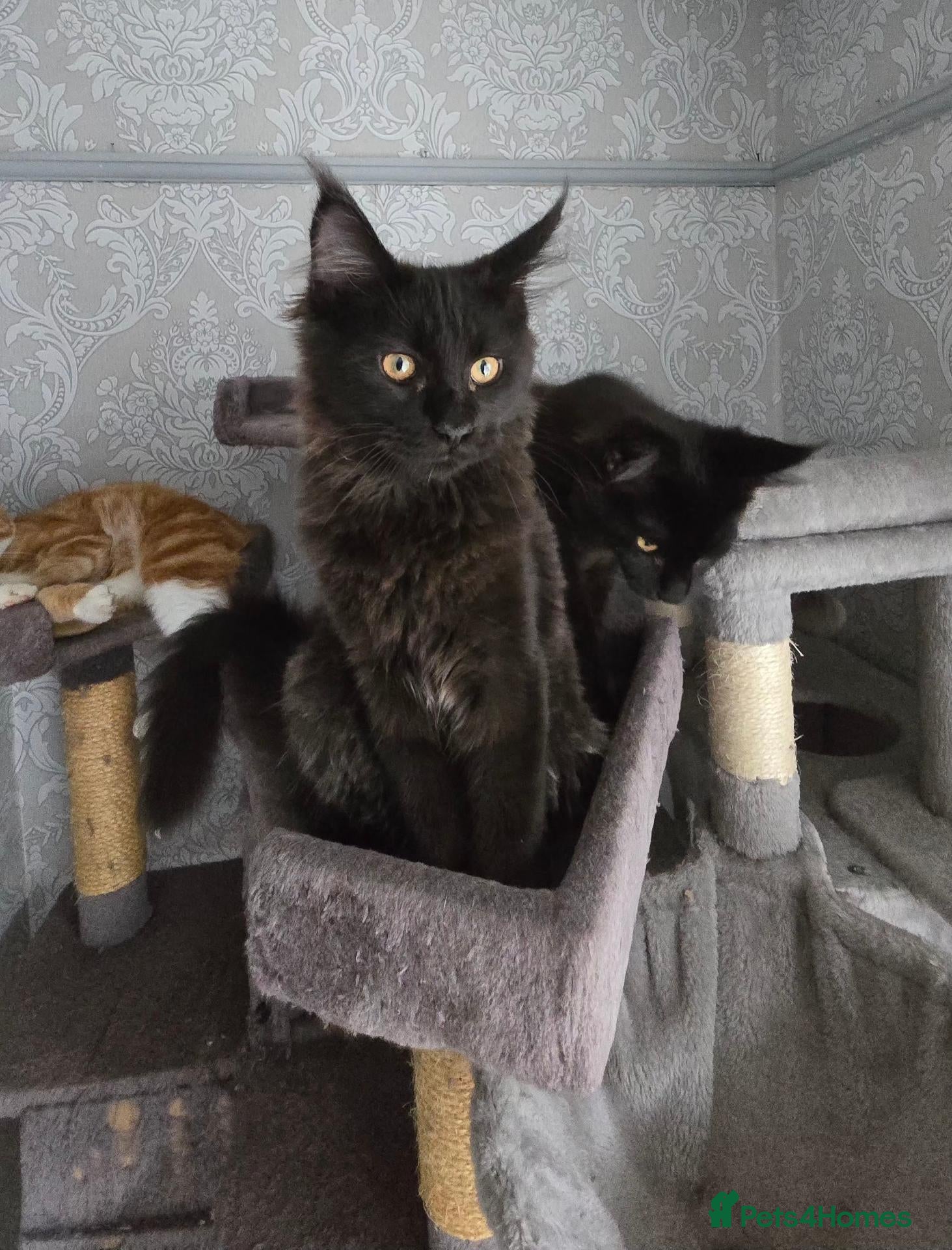Maine Coon cats ❤️ Little Gentle Giants 🐾 - Advert 2