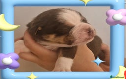 English Bulldog dogs for sale: Outstanding old English bulldogs - Image 10