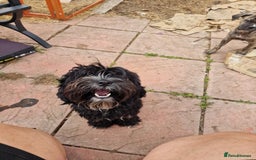Cockapoo dogs for sale: Female Cockapoo  - Image 2