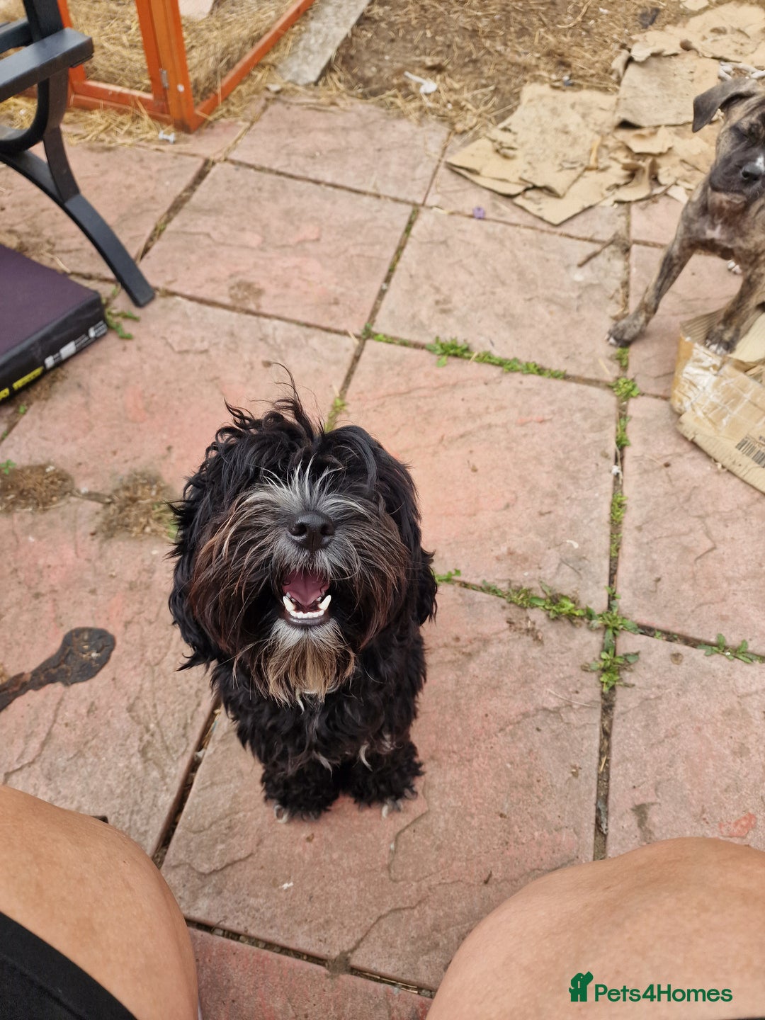 Cockapoo dogs for sale: Female Cockapoo  - Image 2