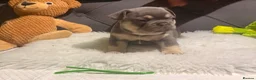 French Bulldog dogs for sale: 🐾 Outstanding litter of 6 🐾 - Advert 36