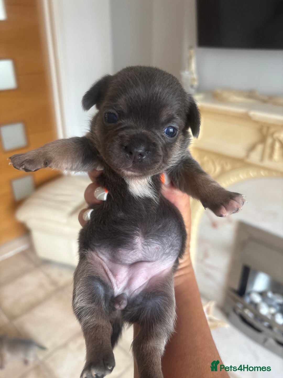 Mixed Breed dogs for sale: French billhuahua - Image 22