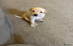 Labrador Retriever dogs for sale: 7 beautiful red fox Labrador puppies for sale.  - Image 10