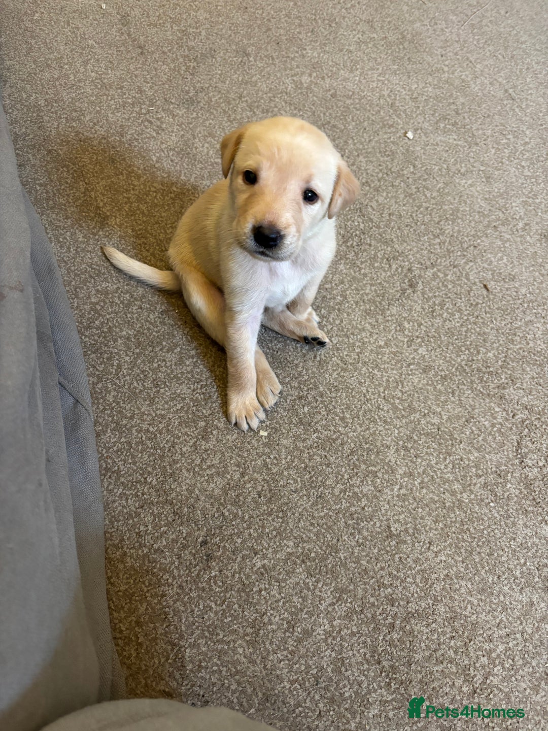Labrador Retriever dogs for sale: 7 beautiful red fox Labrador puppies for sale.  - Image 10