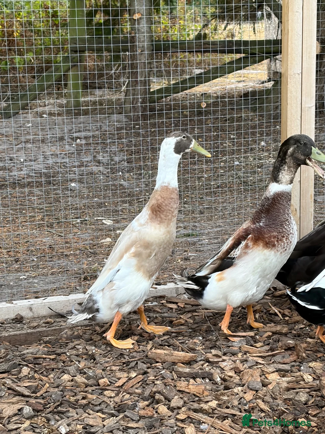 Ducks poultry for sale: Male Ducks - Advert 3