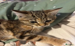 Mixed Breed cats for sale: Kitten - Image 2