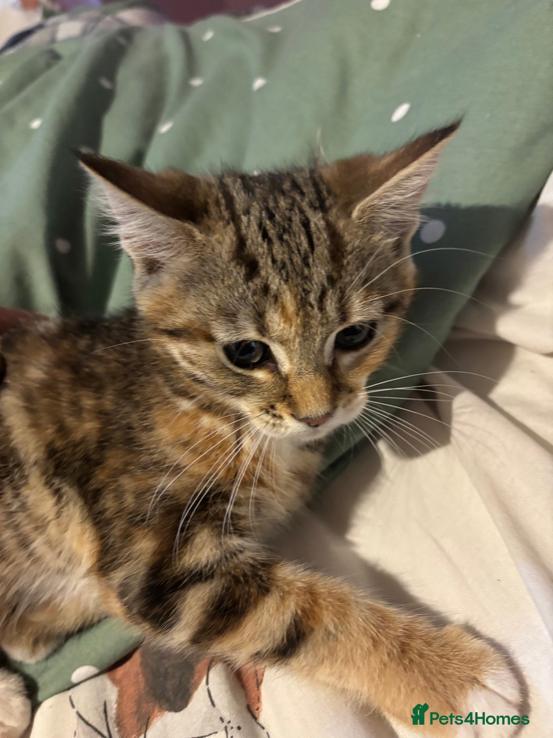 Mixed Breed cats for sale: Kitten - Image 2