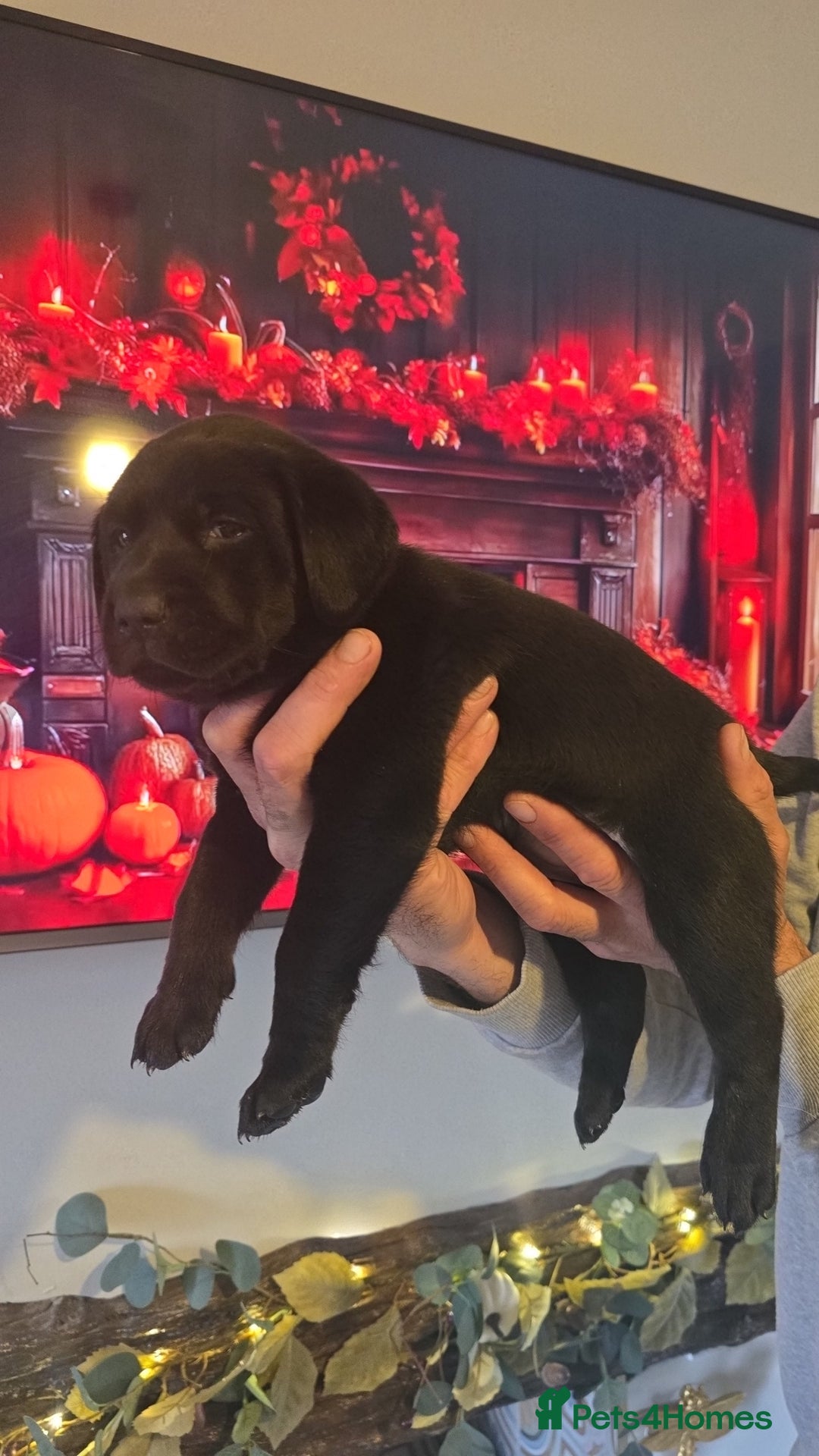 Labrador Retriever dogs for sale: Chunky labradors puppies - Image 7