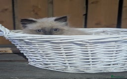 Ragdoll cats for sale: Ragdoll cross male kitten  - Image 2