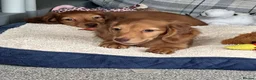 Miniature Dachshund dogs for sale: Shaded red longhaired boy and girl - Advert 15