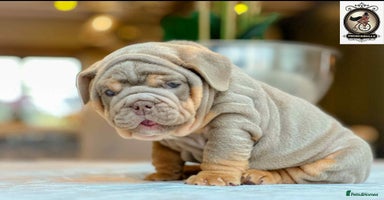 English Bulldog dogs OUTSTANDING KC REGISTERED ENGLISH BULLDOGS - Advert 3