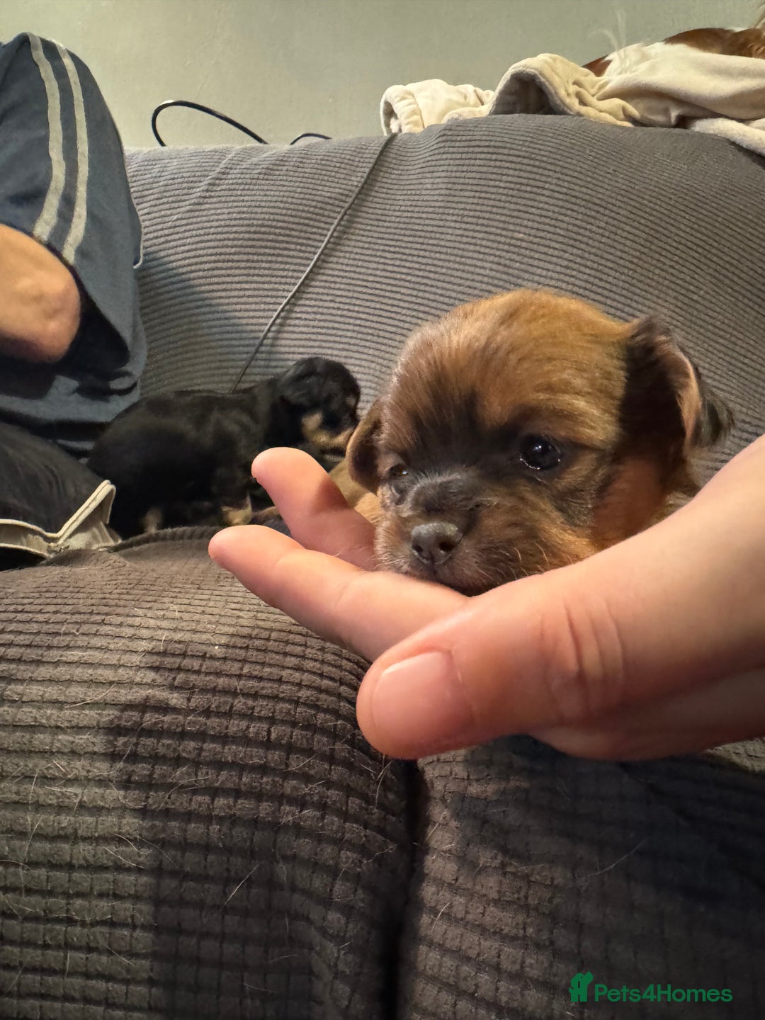 Chihuahua dogs for sale: Chihuahua puppys - Advert 7