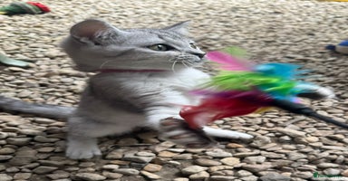 British Shorthair cats - Advert 16