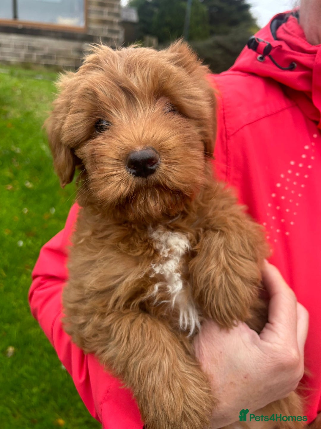 Labradoodle dogs for sale: Beautiful healthy labradoodle puppies  - Image 5