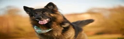 German Shepherd dogs for stud: Long haired german shepherd for stud - Advert 9