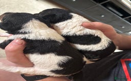 Fox Terrier dogs for sale: KC registered Fox Terrier Pups - Image 6