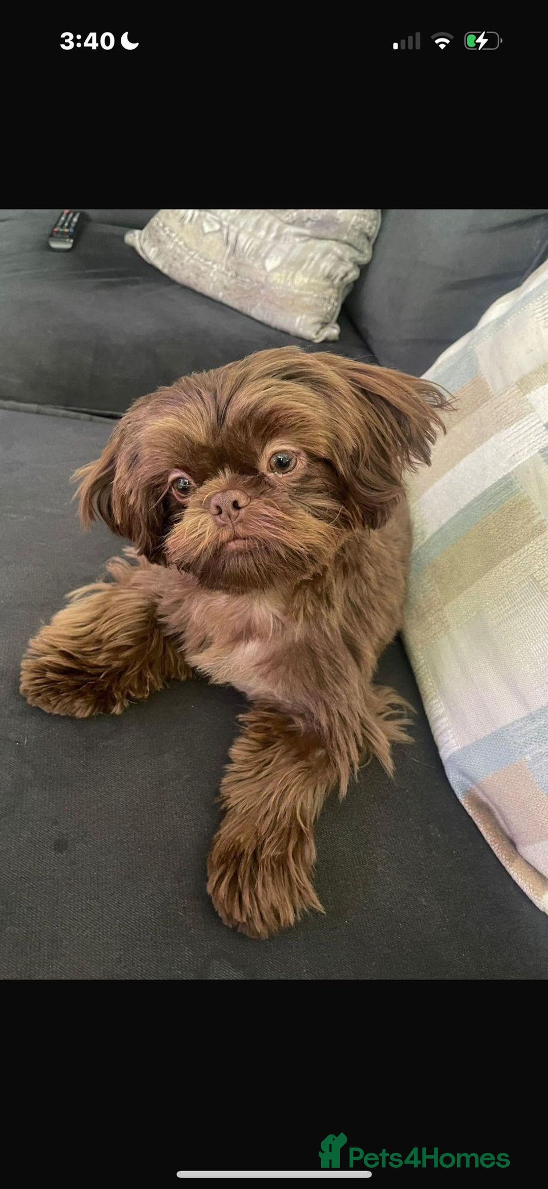 Shih Tzu dogs for sale: 🍫CHOCOLATE KC REG IMPERIALS BEST LINES🍫 - Advert 8