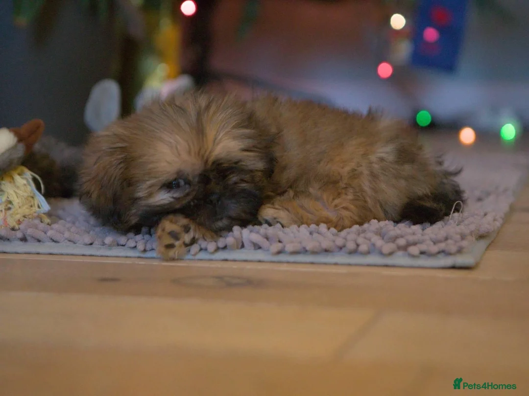 Shih Tzu dogs for sale: Gorgeous Shih Tzu boy - Advert 3