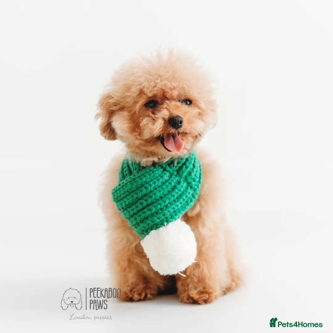 Toy Poodle dogs for stud:  **  Asian KC Toy Poodle for Stud DNA tested in Rickmansworth - Advert 6