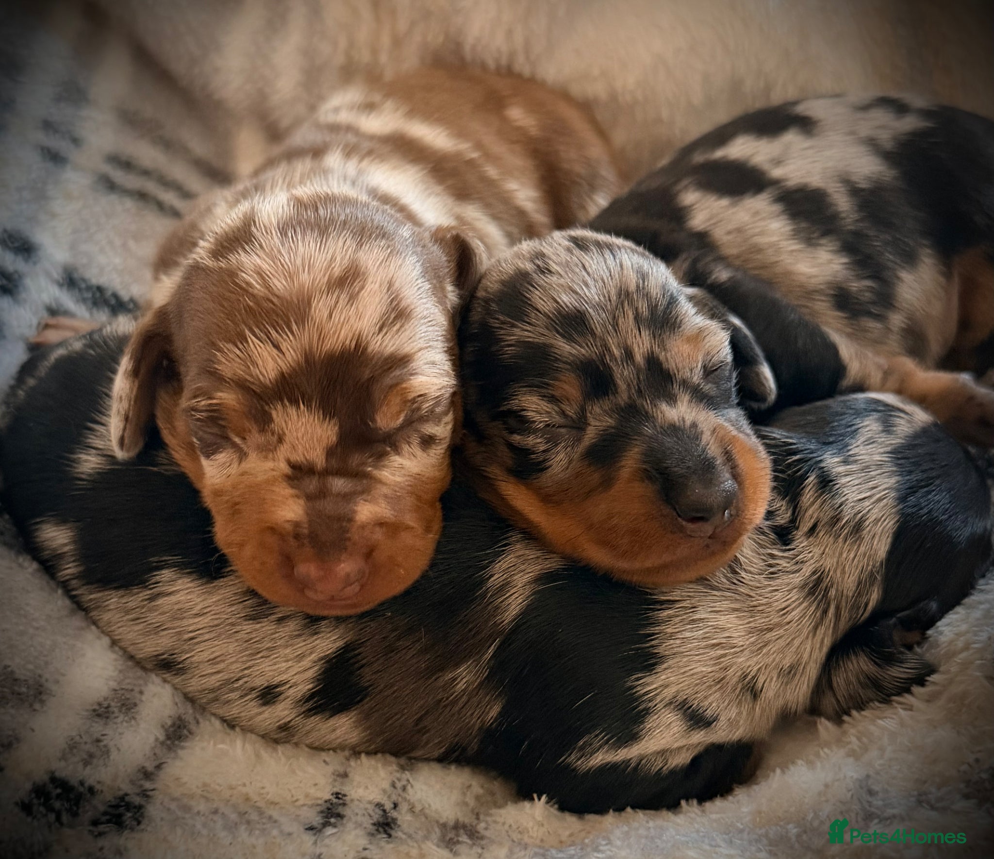 Miniature Dachshund dogs EXCEPTIONAL QUALITY KC DAPPLE GIRLS - Advert 1