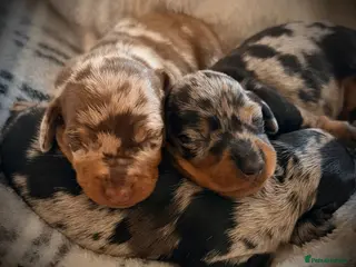 Miniature Dachshund dogs EXCEPTIONAL QUALITY KC DAPPLE GIRLS - Advert 1