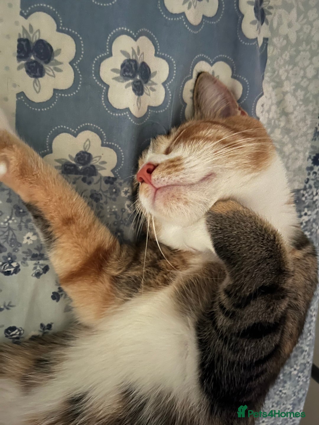 Mixed Breed cats for sale: Bella & Kali - Sisters Looking for a Loving Home - Advert 3