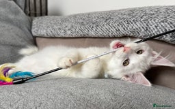 Maine Coon cats for sale: Maine Coon Kittens TICA Registered Cattery  - Image 28