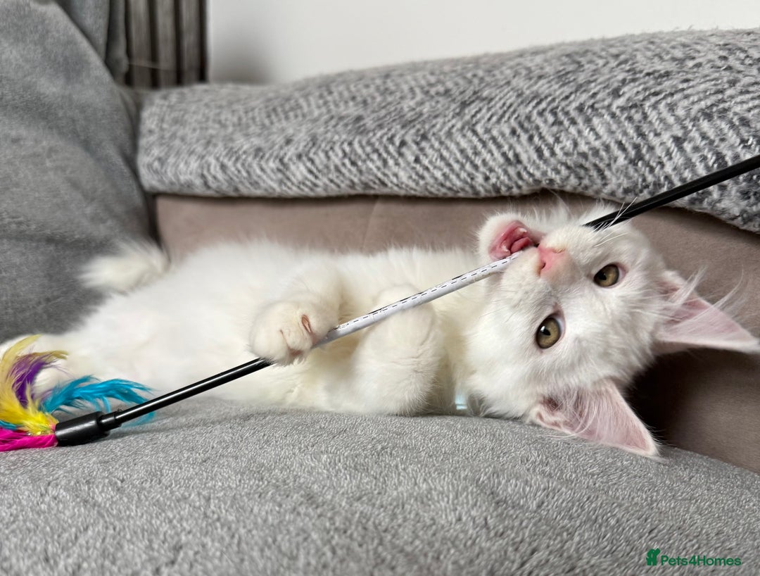 Maine Coon cats for sale: Maine Coon Kittens TICA Registered Cattery  - Image 28