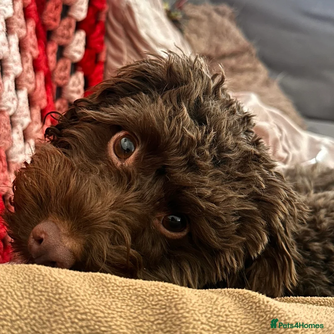 Cockapoo dogs for sale: F1 Mini Cockapoo, Looking for Forever Family  - Advert 8