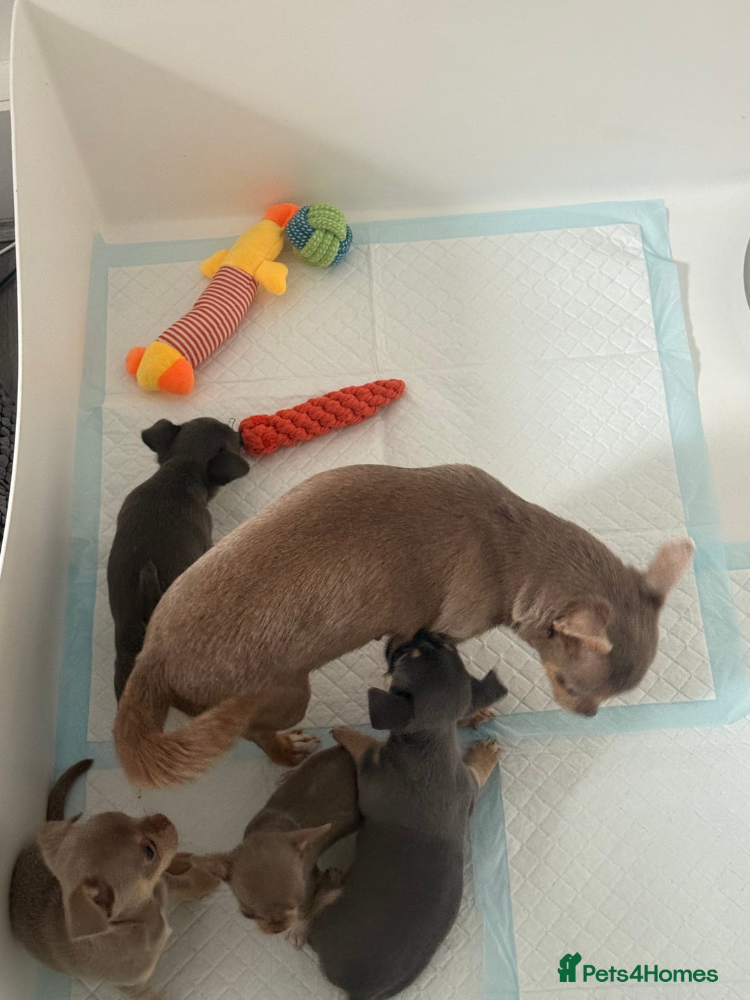 Chihuahua dogs for sale: Stunning chihuahua puppies  - Image 2