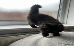 Persian cats for sale: Persian chinchilla kittens - Image 17