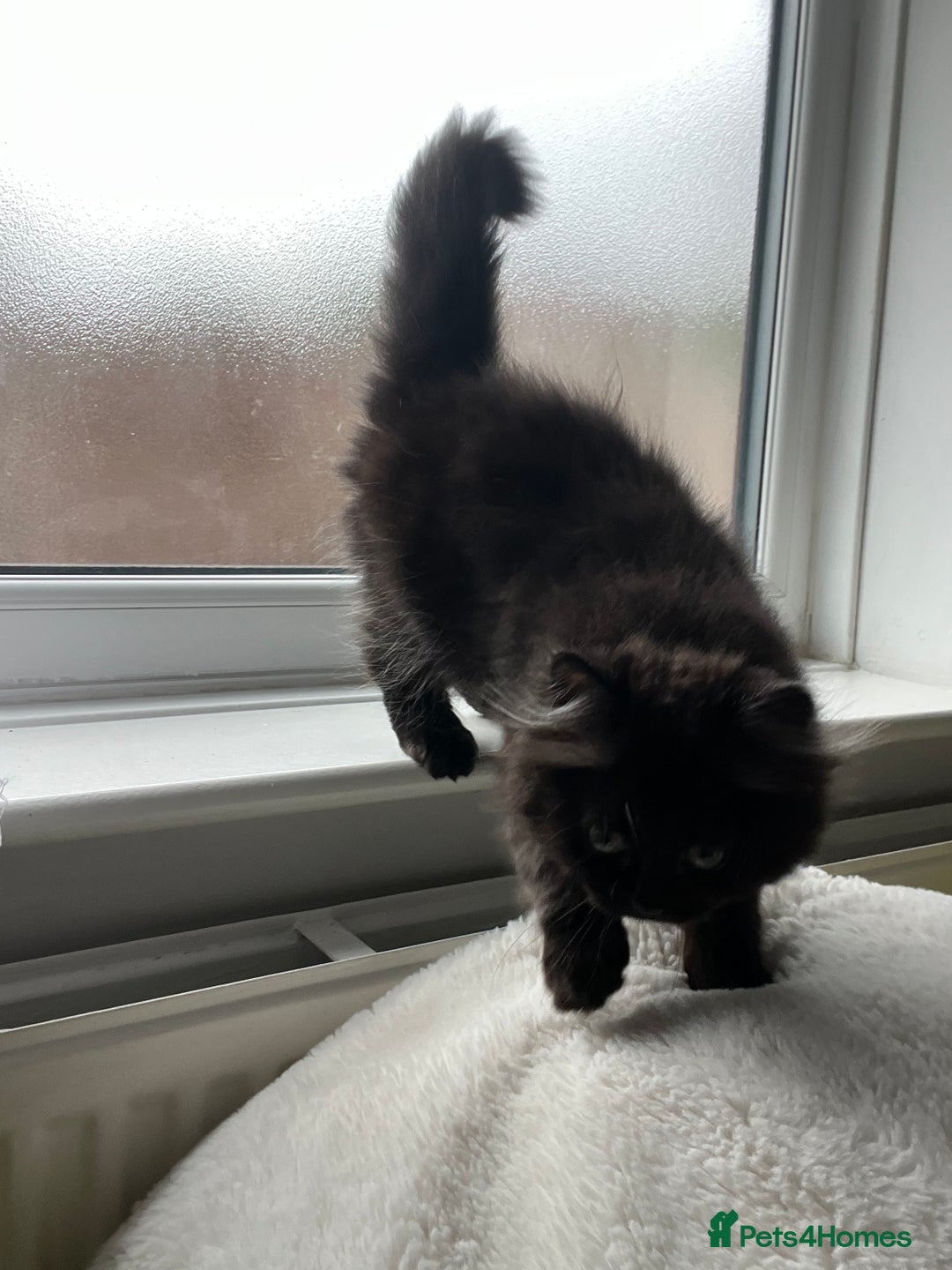Persian cats for sale: Persian chinchilla kittens - Image 17
