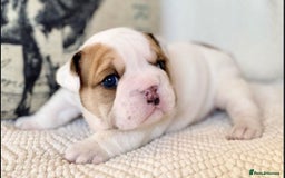 English Bulldog dogs for sale: Beautiful Pure breed English Bulldog Pups - Image 7