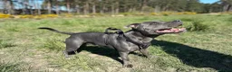 Staffordshire Bull Terrier dogs for stud: Beautiful Blue Staffy – Ready for Stud Duties - Advert 4