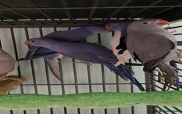 Ringnecks birds for sale: Lovely Handreared Ringnecks, Alexandrines, Conures - Image 13